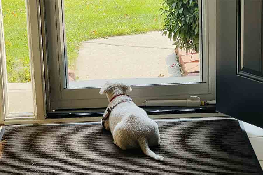 Oscar my dog at the door