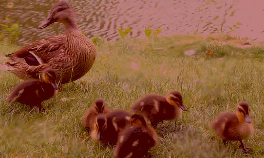 A duck and ducklings by a lake